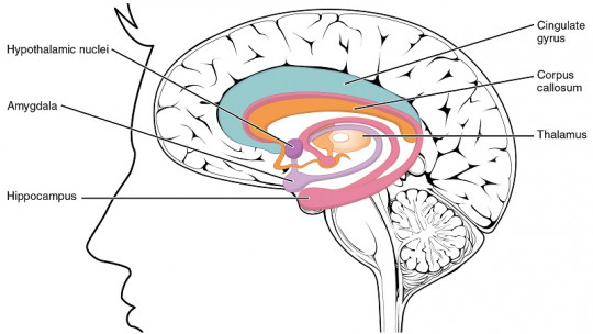 How Do Emotions Affect Our Memories? Gordon Bower's Theory