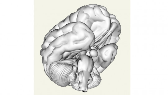 How stress affects the brain