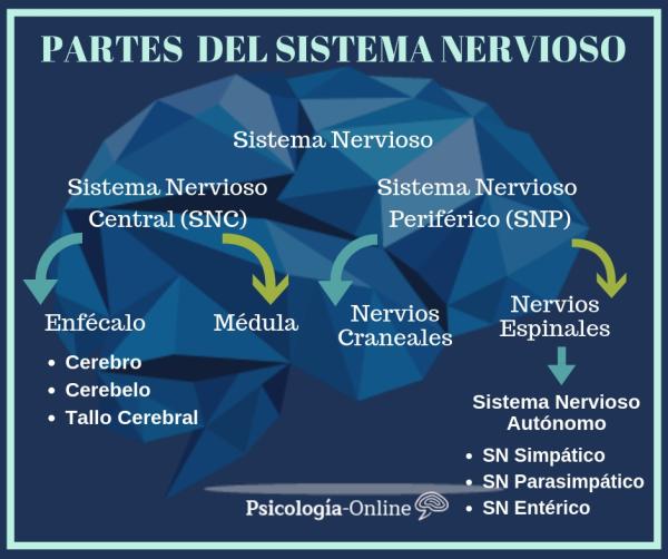 How the nervous system works - What is the nervous system: definition 