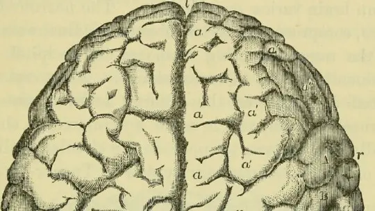 Human brain