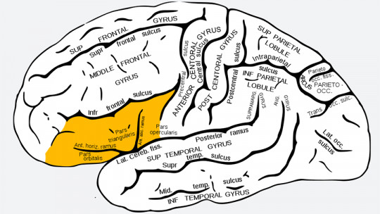 Inferior Frontal Gyrus of the Brain: Its Characteristics and Functions