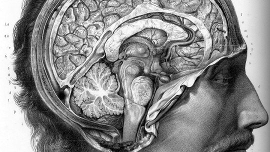 interhemispheric commissures