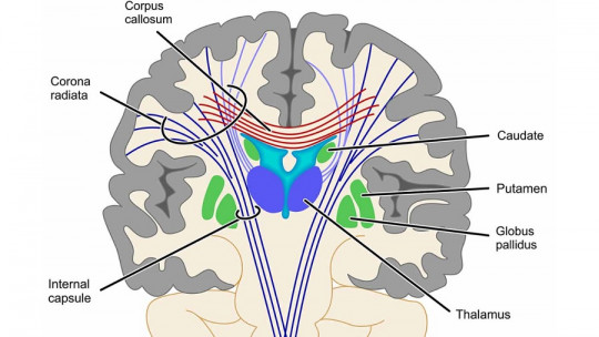 Internal Capsule (part of the Brain) Components and Functions