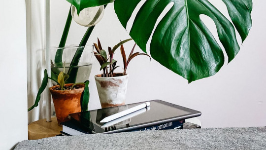 Is it Bad to Sleep with Plants in the Room?