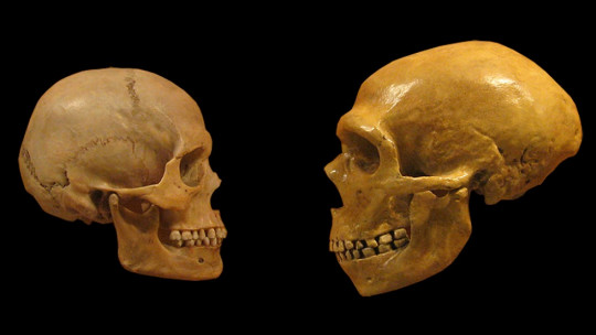 Is Our Species More Intelligent Than Neanderthals?