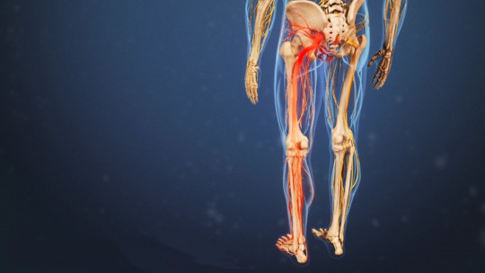 Ischial (sciatic) Nerve: Anatomy, Functions and Pathologies