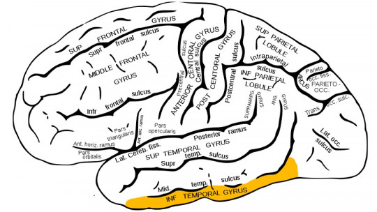 Lower Temporal Gyrus: Features and Functions