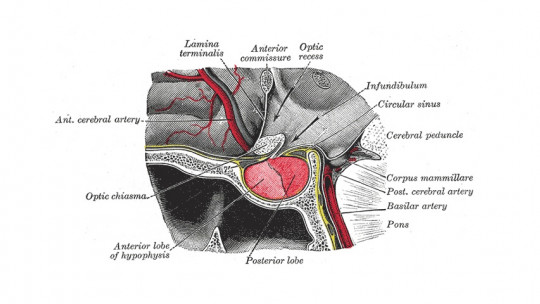 Mammillary Bodies (brain Region): Definition, Location and Functions