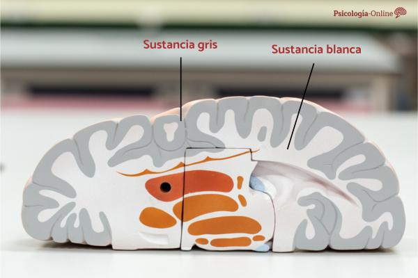 Mammillary Bodies: What They Are, Location and Functions