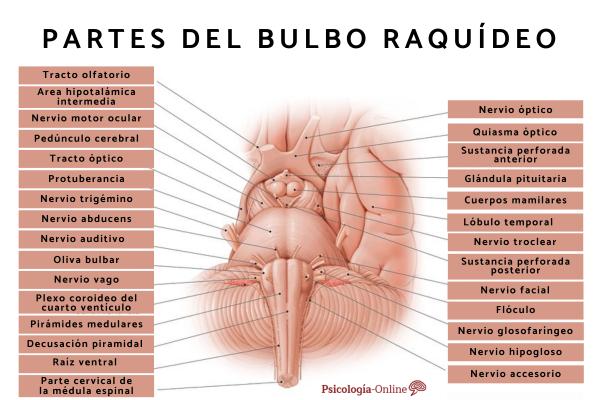 Medulla oblongata: what it is, parts, characteristics and functions - Parts of the medulla oblongata and characteristics 