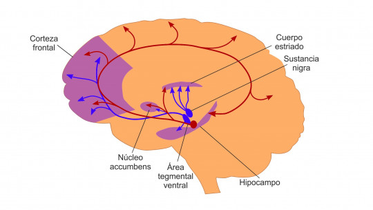 Mesolimbic Pathway (brain): Anatomy and Functions