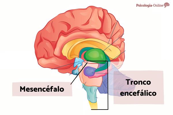 Midbrain: What it Is, Parts and Functions