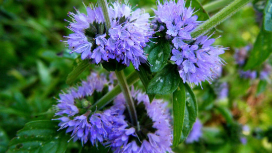 Mint Pennyroyal: Its 7 Properties and Health Benefits