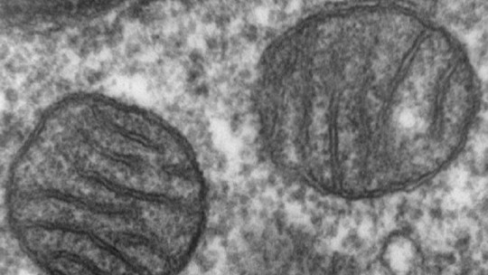 Mitochondrial Dna: What it Is, and What Are Its Characteristics