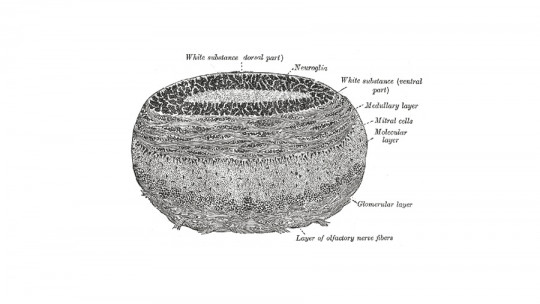 Mitral Cell: What it Is, and Characteristics of This Type