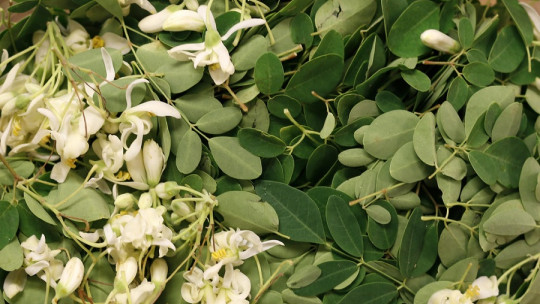 Moringa