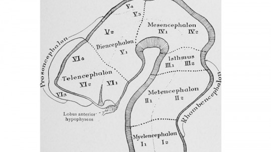 Myelencephalon