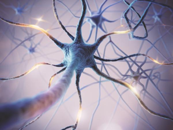 Neural pruning: what it is, stages and when it occurs - Stages of neural pruning