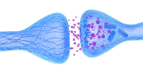 Neuronal synapse: what it is, types and how it works - Structure of the neuronal synapse