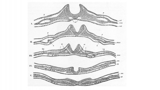 Neurulation: the Process of Neural Tube Formation