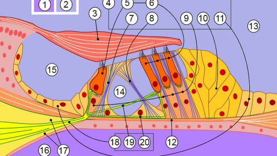 Organ of Corti