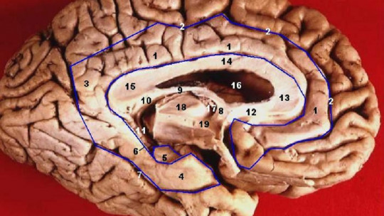 Papez Circuit: What it is and What Brain Structures it