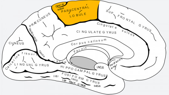 Paracentral Lobe: Characteristics, Location and Functions