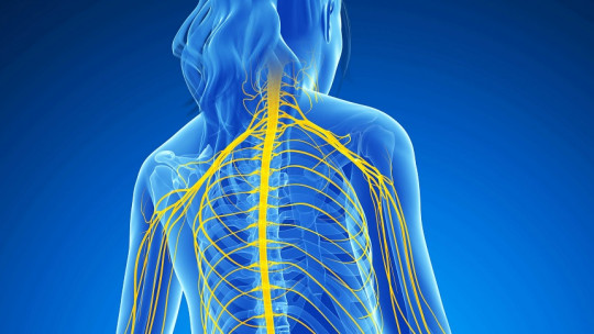 Parts of the Nervous System: Functions and Anatomical Structures