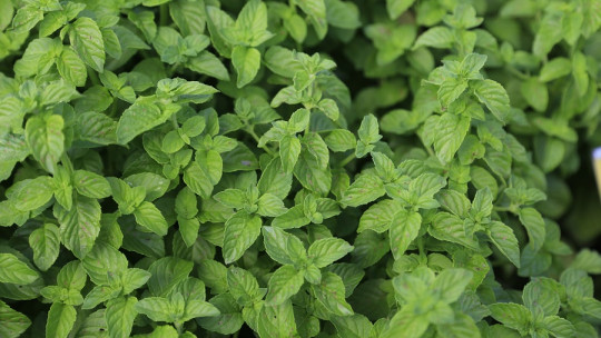 Peppermint: 10 Properties and Health Benefits of This Plant