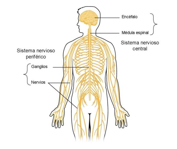 Peripheral Nervous System: Functions and Parts