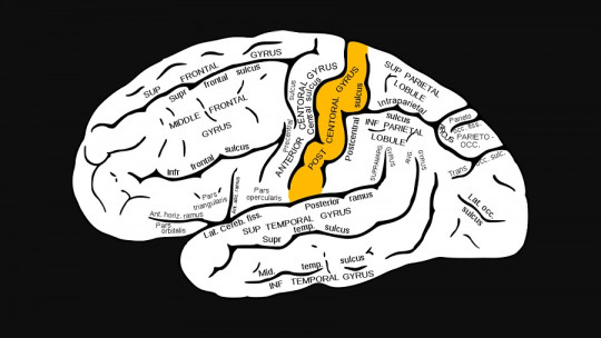 Postcentral Gyrus: Characteristics and Functions of This Area of ​​the