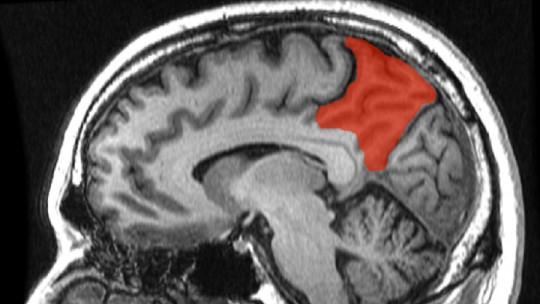 Precunea: Characteristics and Functions of This Part of the Brain