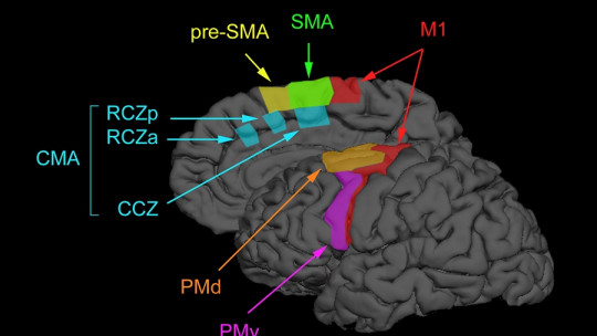 premotor cortex