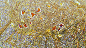 Psychobiology: What is it and What Does This Science Study?