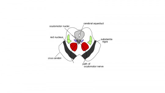 Red Nucleus (part of the Brain): What it Is, Characteristics