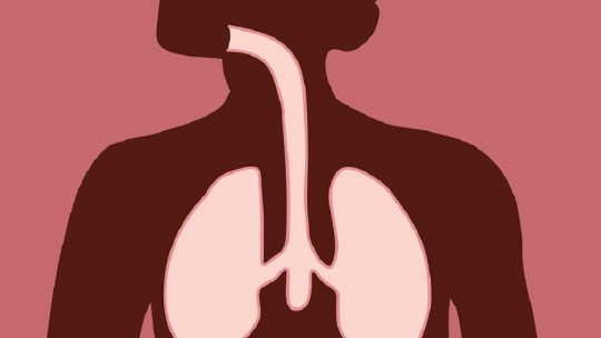 Respiratory System: Characteristics, Parts, Functions and Diseases