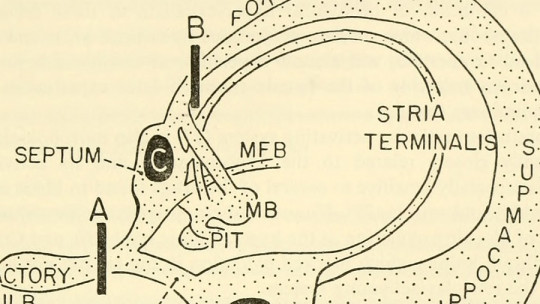 Rhinencephalon: What it Is, Parts and Their Functions in the