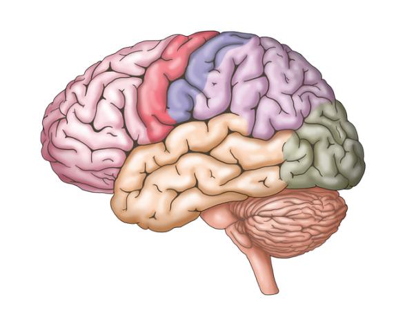 Right and left cerebral hemispheres: characteristics, functions and differences - What are the cerebral hemispheres? 