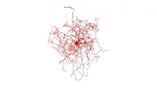 Rose hip neurons