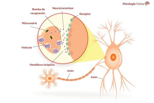 Sadness hormone: what it is, where it is produced and how it works - How the sadness hormone is produced by monoamines