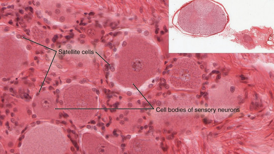 Satellite Cells: What They Are, Characteristics and Operation