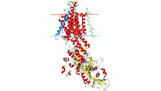 Sodium-potassium pump