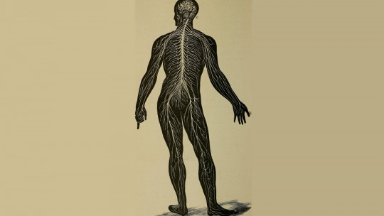 Somatic Nervous System: Parts, Functions and Characteristics