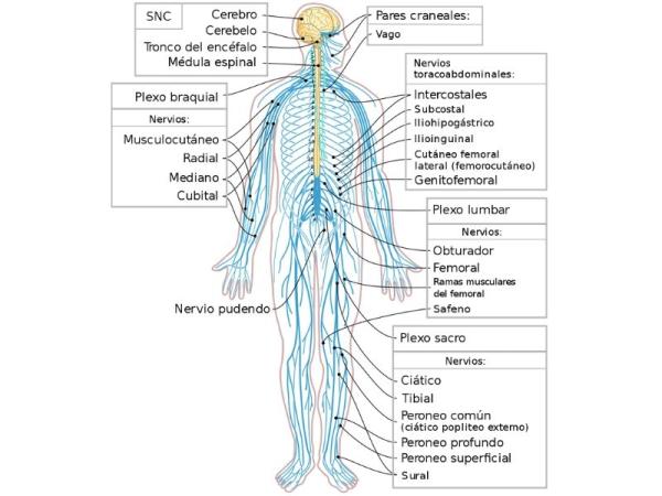 Somatic Nervous System: What it is and Function