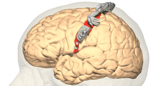 Somatosensory-cortex