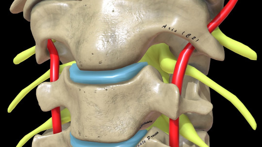 spinal nerves