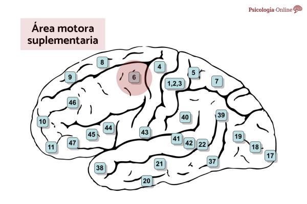 Supplementary motor area: what it is, function and injury - Location of the supplementary motor area