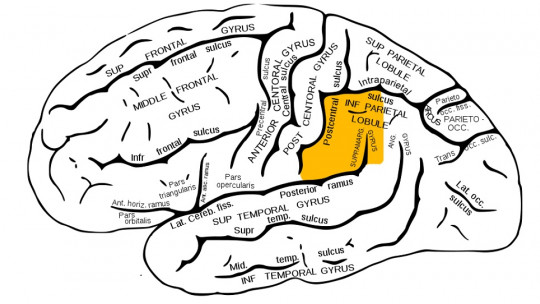 Supramarginal Gyrus: Functions and Disorders Associated with This Brain Region