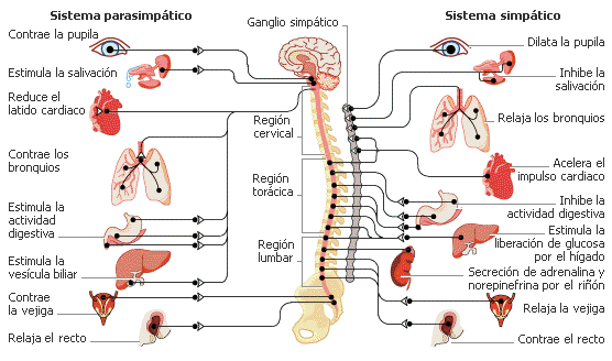 Sympathetic and parasympathetic nervous system: differences and functions - Difference between the sympathetic and parasympathetic nervous system