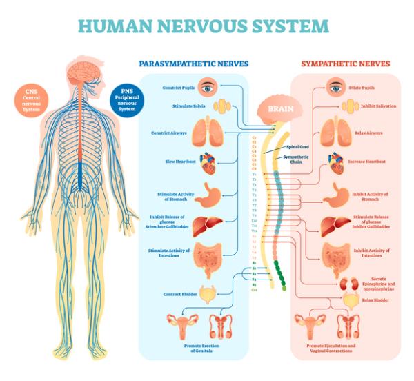 Sympathetic and Parasympathetic Nervous System: Differences and Functions